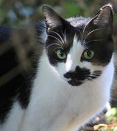 Cute cat with a black spot on his face