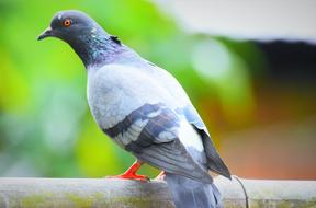 Bird Animal Wildlife