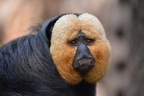 Animal World Portrait