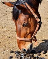 Horse Stallion Head