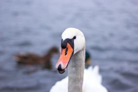 Swan Lake Water