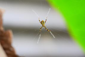 wild spider in the garden