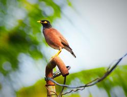 Bird Wildlife Animal