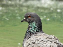 Animal Bird Nature
