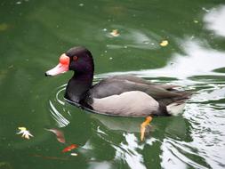 duck swims in the lake