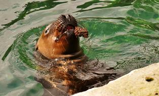 brown seal floating in water