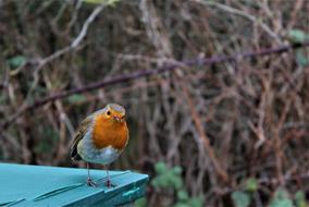 Robin Wildlife Bird