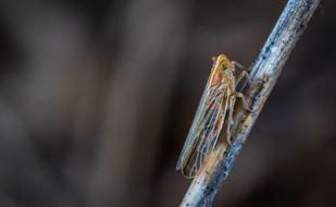 No One Insect Nature For Ordinary