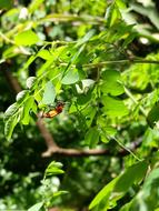 Insect Garden Leaves