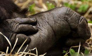 Gorilla Foot Hand