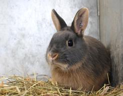 Rabbit Hare Cute