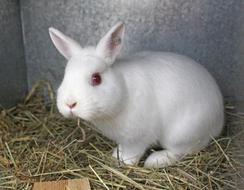 Rabbit Hare Cute