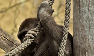 Funny Gorilla Hide