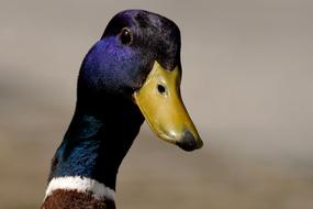 Bird Duck Nature Animal