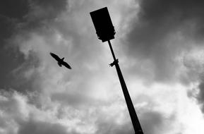 Bird Black And White Mono