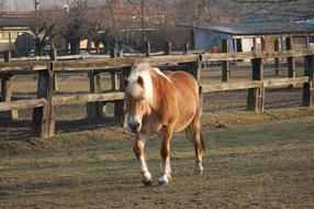 Horse Horses Riding