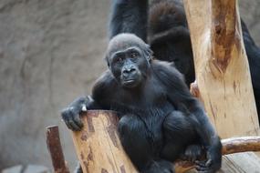 funny black gorilla