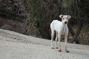 Dog Pet Mammal