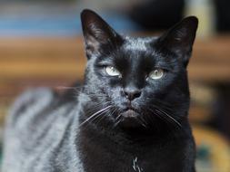 Cat Portrait Mammal