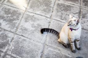 Cat Animals Domestic
