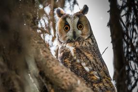 Owl Long-Eared Bird