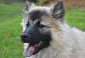 Dog Eurasier Christmas pet