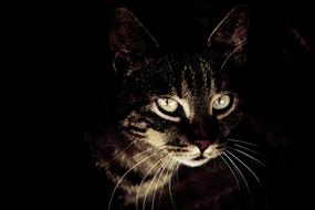 cat peeking out of the darkness
