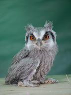 White Faced Scopps Owl Wildlife