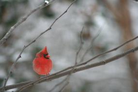 Cardinal Bird Winter