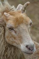Sheep Fauna Mammal