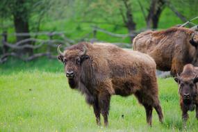Animal Grass Mammal