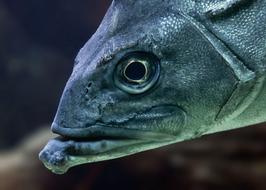 colored fish head