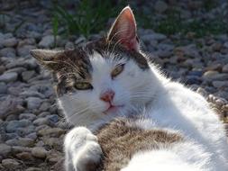 Cat View Pet