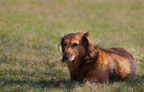 lying red dog