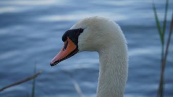 Bird Waters Swan