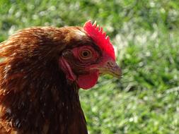 Hen Fowl Bird