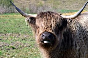 Galloway Highland Beef Scottish