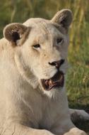 Mammal Wildlife Animal