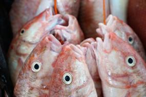 red heads of raw fish