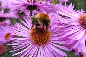 Drone Orange Fields Bombus