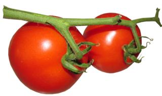 two large tomatoes on a branch