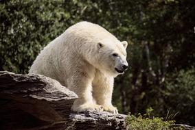 Polar Bear Predator Mammal