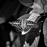 Butterfly Insect Nature