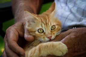 Cute Cat Animal