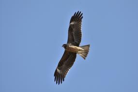 Animal Sky Bird Wild