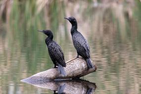 Bird Wildlife Nature