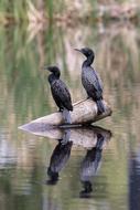 Bird Wildlife Nature