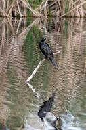 Bird Nature Wildlife