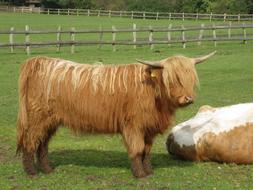 Mammal Cattle Cow