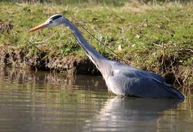 Wild Bird in Lake water